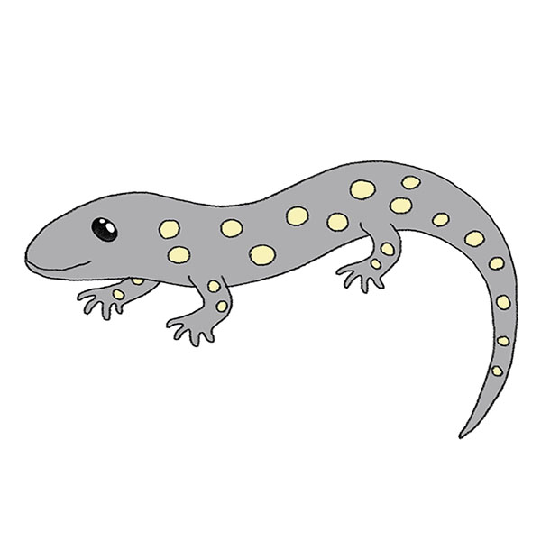 How to Draw a Salamander