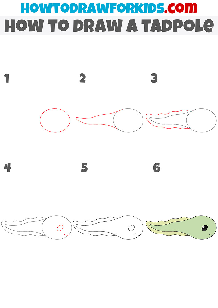 how to draw a tadpole step by step