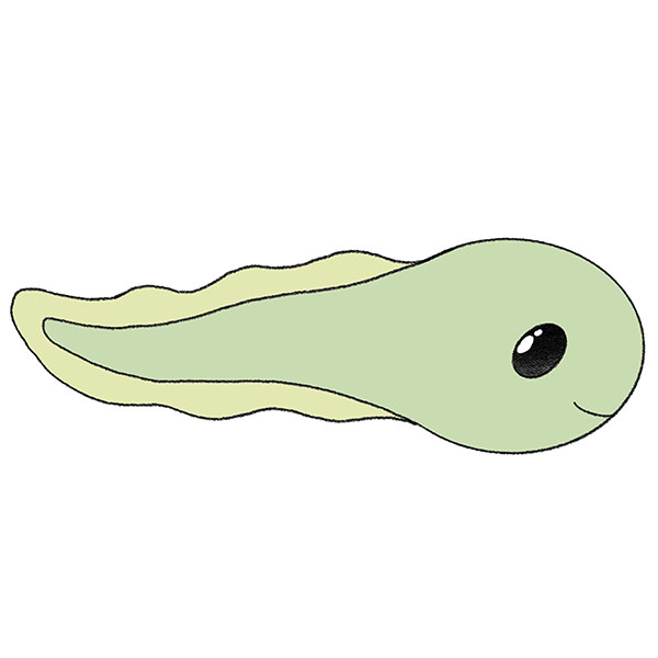 How to Draw a Tadpole