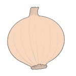 How to Draw an Onion Step by Step