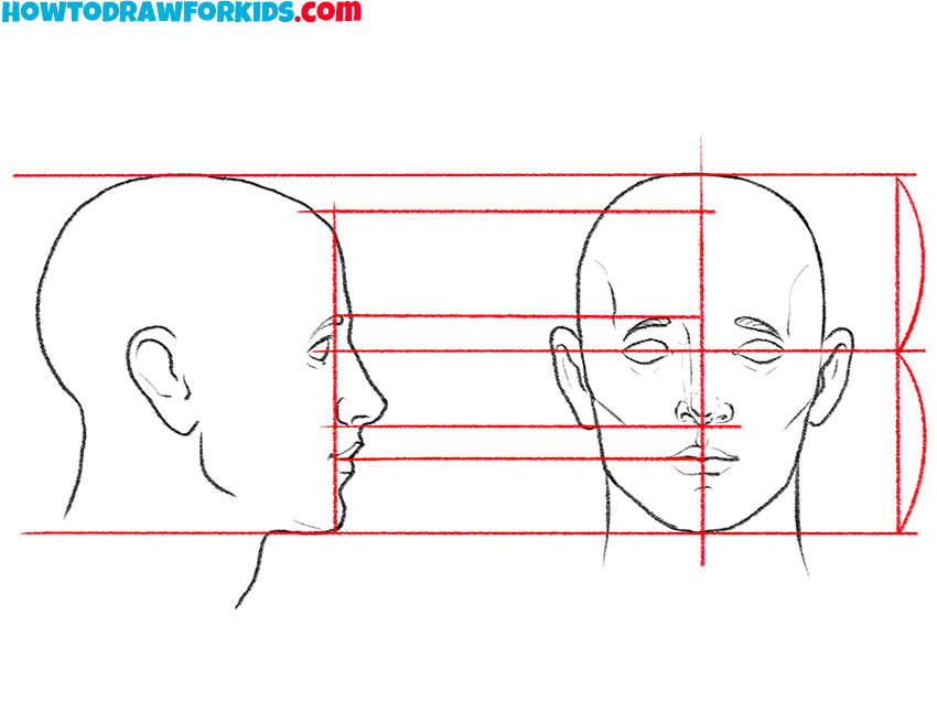 proportions of a human face