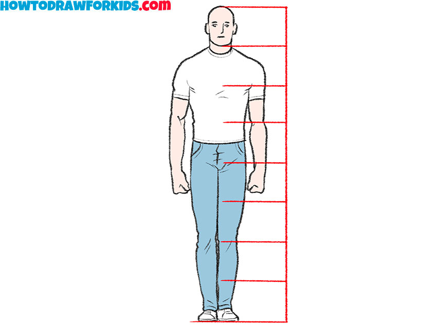 Proportions of the human body
