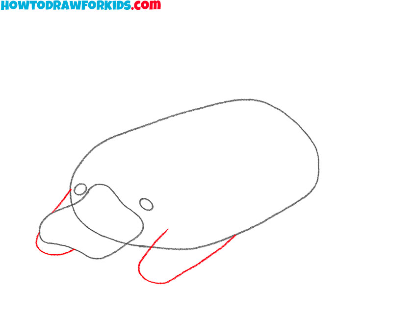 Draw the platypus front limbs