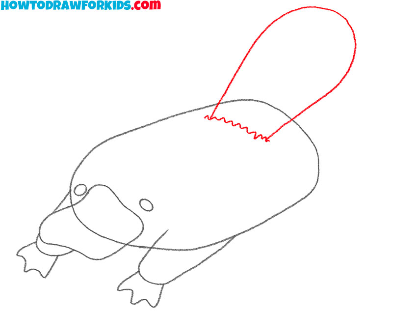 Draw the platypus tail