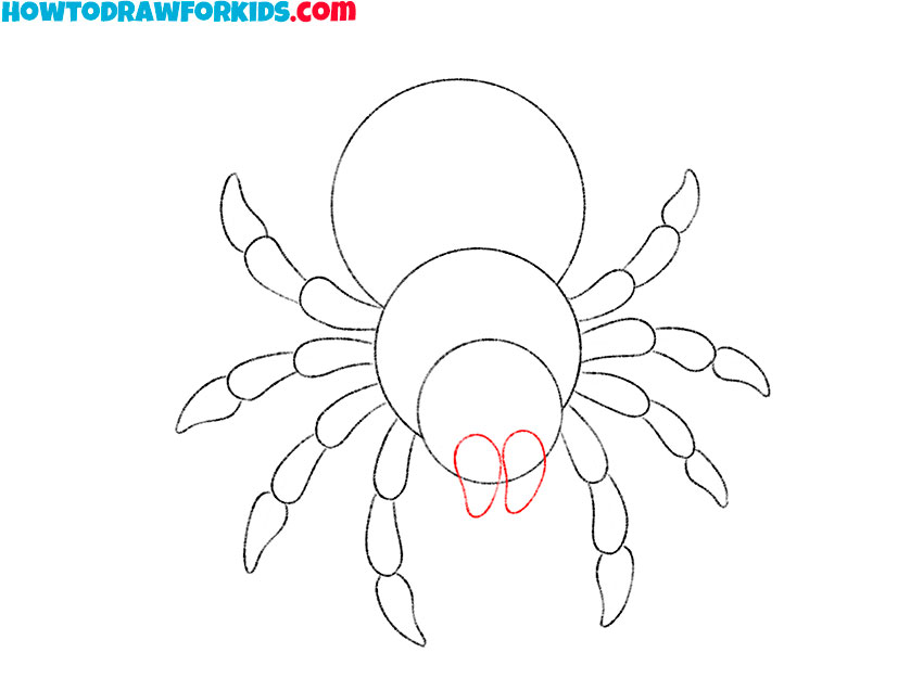 Draw the tarantula’s pedipalps