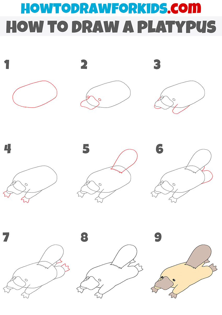 how to draw a platypus step by step