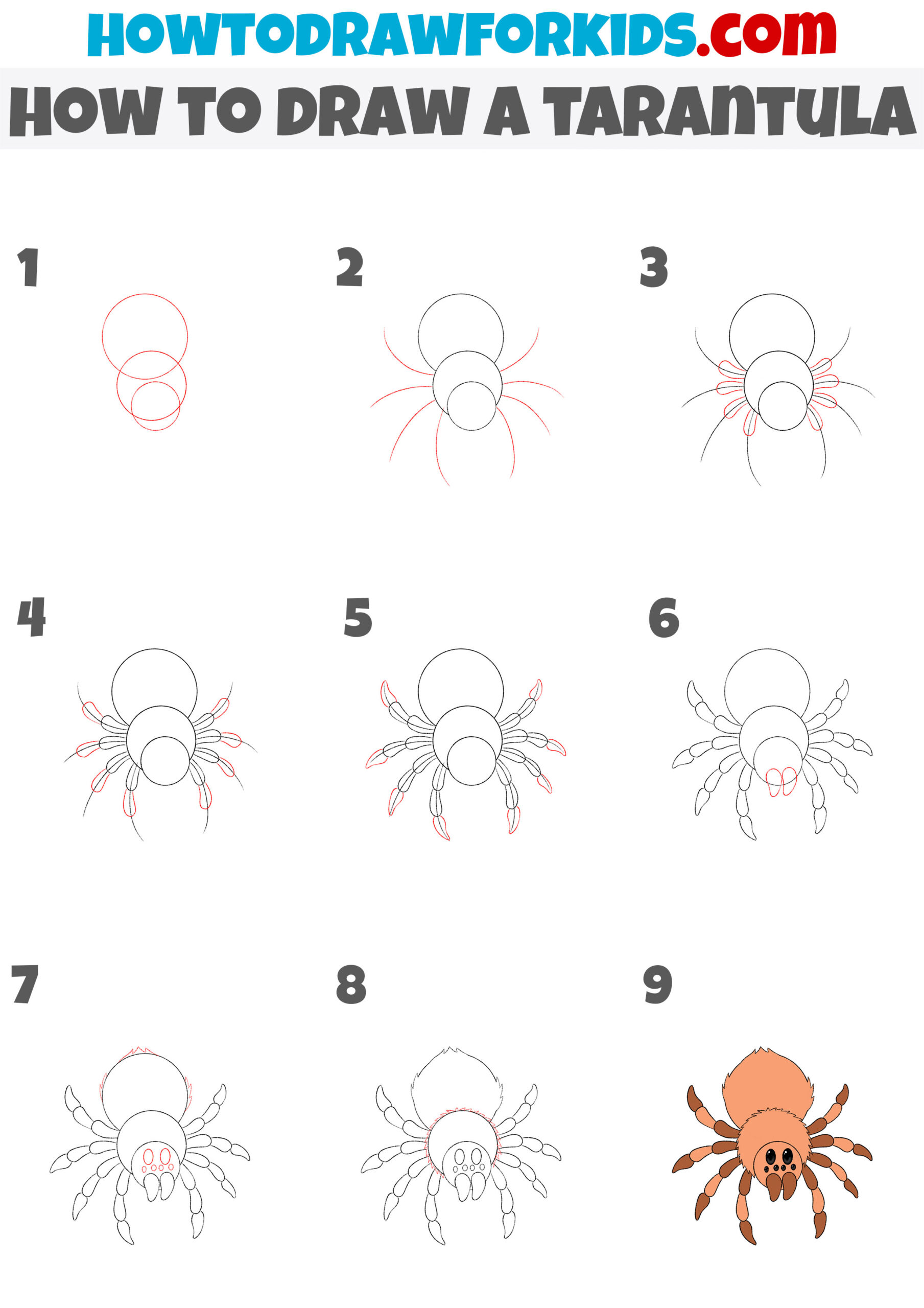 how to draw a tarantula step by step