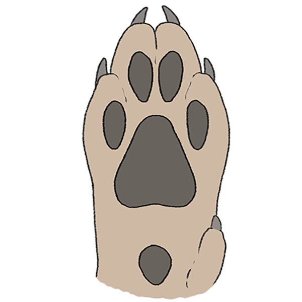 How to Draw a Wolf Paw