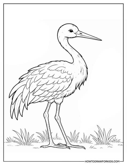 Crane Bird Coloring Page Printable