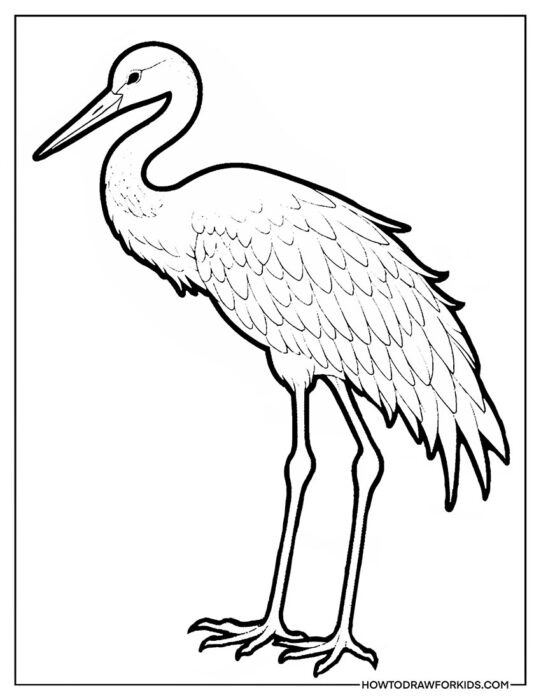 Crane Bird Coloring Sheet