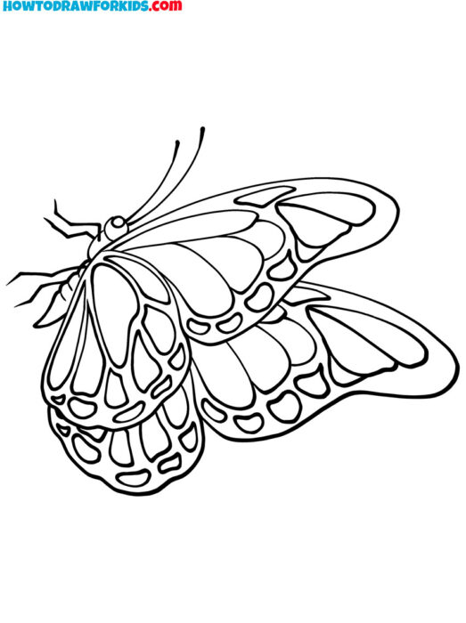 Detailed Butterfly Outline From the Side