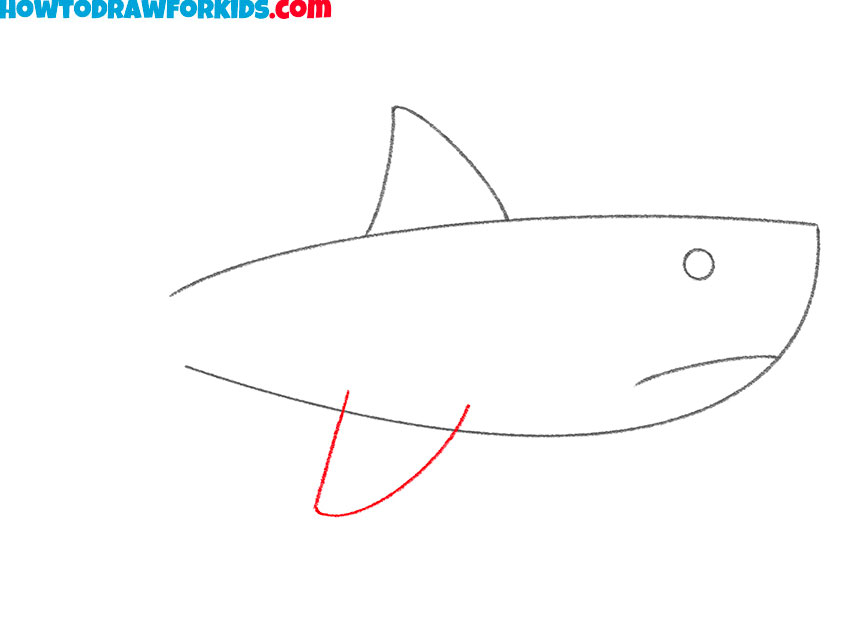 Sketch the first pectoral fin