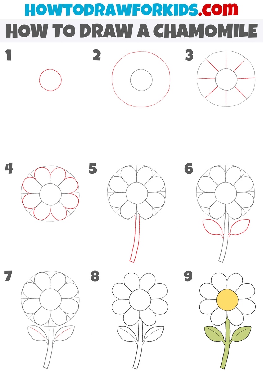 How to draw a chamomile step by step