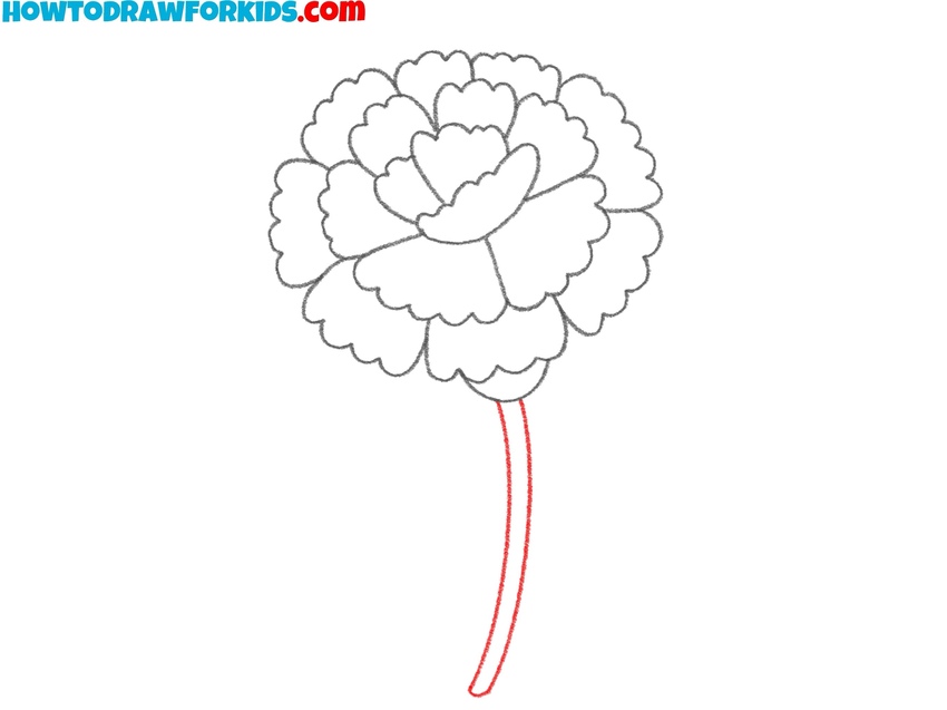 Draw the carnation’s stem