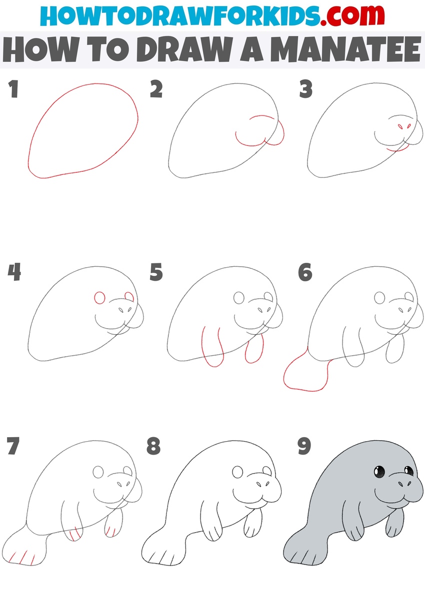 How to draw a manatee step by step